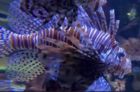 Lionfish